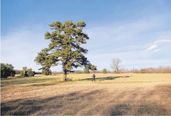  ?? JEFF HOLLAND PHOTOS ?? Louise White strolls past a massive pine tree at Merkle Natural Resources Management Area.