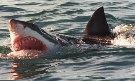  ?? FILE ?? SIGHTINGS of great white shark have decreased markedly in the Western Cape in the past few years.
|