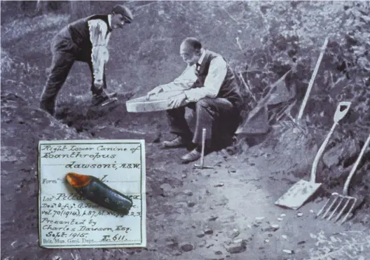  ??  ?? UNA TROLA LEGENDARIA. Charles Dawson (arriba, excavando) hizo un burdo puzle con trozos de huesos de un mono y un ser humano y dijo haber hallado el eslabón perdido en 1912: el “hombre de Piltdown”. ¡Y coló hasta 1953!