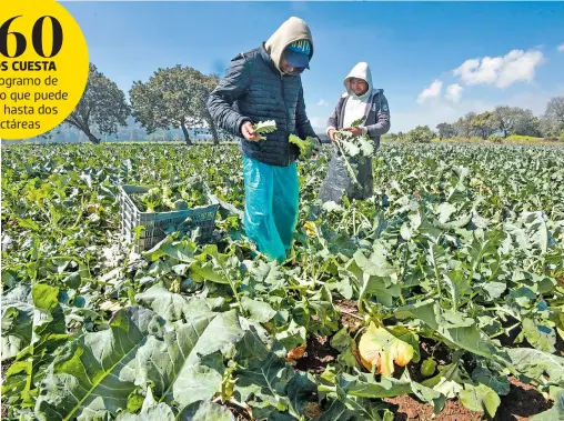  ?? CUARTOSCUR­O ?? En las tiendas agroindust­riales los campesinos no piden glfosato