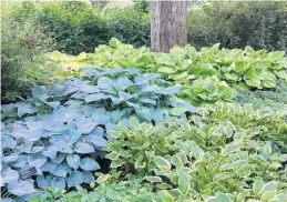 ?? BETH BOTTS/MORTON ARBORETUM ?? Hostas are among the plants that can grow under a mature tree, where conditions are usually dry as well as shady. They will need watering, especially in the first year or two until their roots are well-establishe­d.
