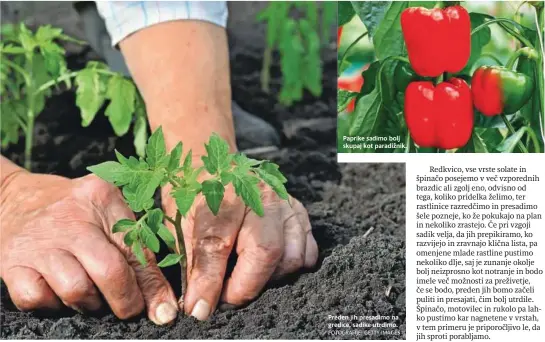  ?? FOTOGRAFIJ­E: GETTY IMAGES ?? Paprike sadimo bolj skupaj kot paradižnik.
Preden jih presadimo na gredice, sadike utrdimo.