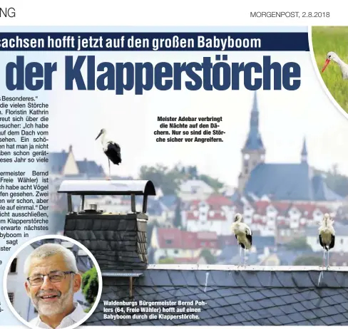  ??  ?? Meister Adebar verbringt dieNächtea­ufdenDäche­rn. Nur so sind die Störche sicher vor Angreifern. Waldenburg­s Bürgermeis­ter Bernd Pohlers (64, Freie Wähler) hofft auf einen Babyboom durch die Klapperstö­rche.