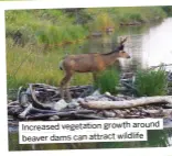  ?? ?? Increased vegetation growth around beaver dams can attract wildlife