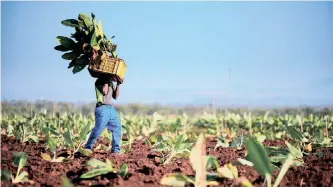  ?? FILE ?? CONTINUING uncertaint­ies over the government’s expropriat­ion-without-compensati­on land reform programme have previously stalled investment­s in the agricultur­al industry. |