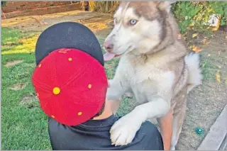  ?? Chris Erskine Los Angeles Times ?? OUR SIBERIAN HUSKY eagerly greets the little guy each afternoon: paws up, lots of licking.