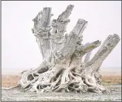  ??  ?? A lone dead tree stump stands as dust blows along the receding edge of the Great Salt Lake near Antelope Island, Utah.