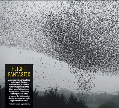  ?? PICTURE: BRIAN LAWLESS/PA ?? FLIGHT FANTASTICA murmuratio­n of starlings is pictured in Nobber, County Meath, in Ireland, where huge flocks of the birds form flight patterns in migration. Experts say starlings feed in small groups in the fields during the day before gathering in huge numbers at dusk.