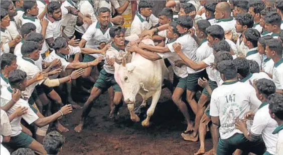  ?? ARUN SANKAR K / AP ?? Tradición milenaria. Los mozos corren tras los bueyes, sobre cuya chepa deben saltar y mantenerse asidos, en un ‘jallikattu’ en Alanganall­or