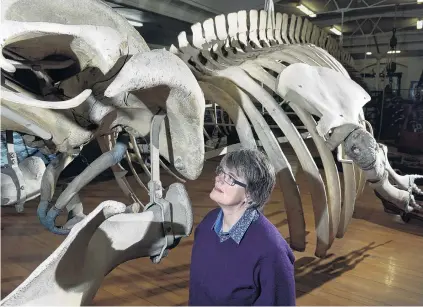  ?? PHOTO: GERARD O’BRIEN ?? Following clues . . . Dunedin historian Rosi Crane looks up at the Otago Museum’s 16mlong juvenile fin whale skeleton, from a whale found on a Nelson beach in 1882.