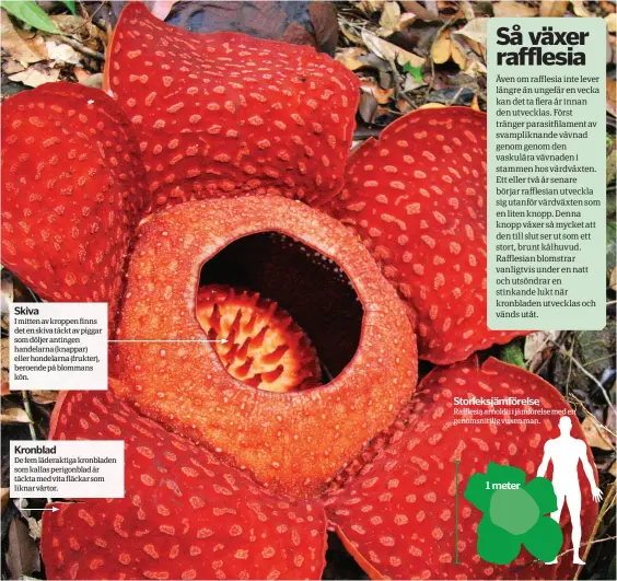  ??  ?? Fakta Rafflesia arnoldii (likblomma) Släkt: Rafflesia Miljö: Regnskogar i sydöstra Asien Diameter: 1 meter Vikt: 10 kilo