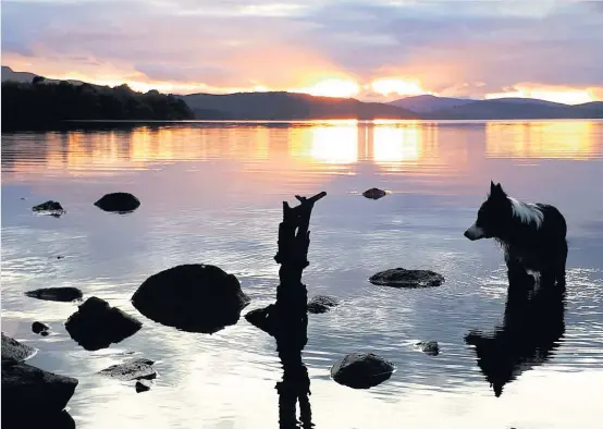  ??  ?? Beautiful scene PA reader and Rannoch resident of 40 years, Susan Mildon sent us this wonderful shot of her favourite place beside Loch Rannoch. The sun was setting behind the hills and her border collie Tess waded into the shallows to admire her reflection in the still water.