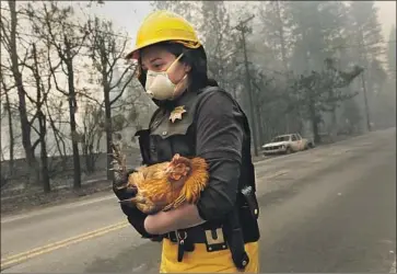  ??  ?? STEPHANIE AMATO, a Yolo County animal services officer, rescues a chicken in Paradise. The Camp fire raged in areas that burned in 2008 lightning fires and were later logged, contrary to White House contention­s.