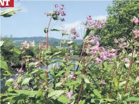  ??  ?? Invader Himalayan Balsam has exploded along banks of the Forth in Stirling area, right, Dr Pattison