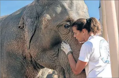  ??  ?? Estafanía ha salvado a dos elefantas del circo Pinder condenadas por sospechas de tuberculos­is