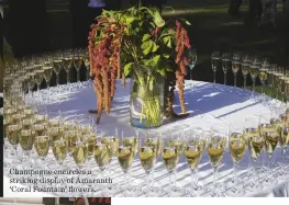  ?? ?? Champagne encircles a striking display of Amaranth ‘Coral Fountain’ flowers.