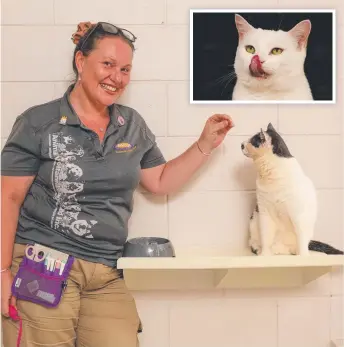  ?? ?? Jacinta Spry with Columbo, one of the mature cats up for adoption at AWLQ’S Coombabah Animal Rehoming Centre; and (inset) Lucky, who is also looking for a new home. Picture: Glenn Campbell