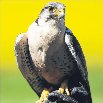  ?? Picture: Kim Cessford. ?? A Lanner Falcon at the Elite Falconry centre, Kirkcaldy.