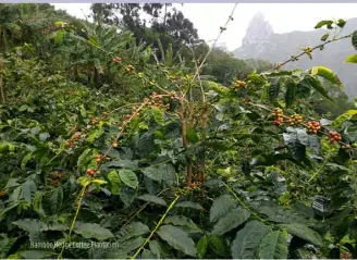  ??  ?? Bamboo Hedge Coffee Plantation