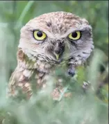  ??  ?? BURROWING OWL A burrowing owl lives under the ground in nests vacated by prairie dogs. They are wonderful little creatures. Unlike owls, the male will stand guard over his burrow during the day. I’d spend hours with this burrowing owl in all weathers.