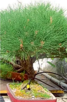  ??  ?? Veselie verde în format mic: un „Pinus breviflora” care m-a cucerit prin bogăția coroanei și verdele saturat al acelor