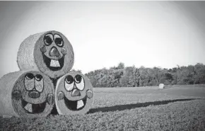  ?? SUBMITTED BY SCHUETT FARMS ?? Hay bales are decorated like jack-o-lanterns at Schuett Farms in Mukwonago.