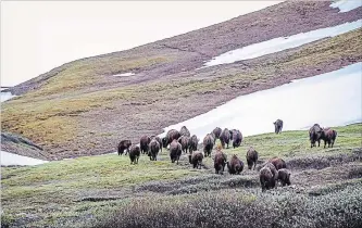  ?? KARSTEN HEUER, PARKS CANADA THE CANADIAN PRESS ?? A group of mostly Aboriginal women made a trek into Banff National Park to find reintroduc­ed buffalo. ‘They are my relatives, they are my cousins, they are what connect me to my ancestors,’ said one woman.