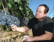  ?? GARY NYLANDER/The Daily Courier ?? Steve Dale, vintner with Rollingdal­e Winery in West Kelowna, looks over Merlot grapes on Wednesday.