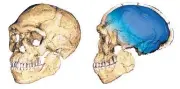  ?? PHILIPP GUNZ/MAX PLANCK INSTITUTE FOR EVOLUTIONA­RY ANTHROPOLO­GY ?? Artist rendering of a composite reconstruc­tion of the earliest known Homo sapiens fossils from Morocco.