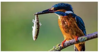  ??  ?? Chez le Martin-pêcheur, les adultes ont chassé les jeunes