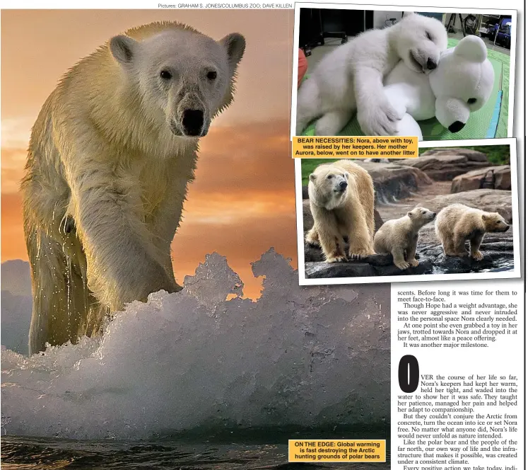  ?? Pictures: GRAHAM S. JONES/COLUMBUS ZOO; DAVE KILLEN ?? ON THE EDGE: Global warming is fast destroying the Arctic hunting grounds of polar bears