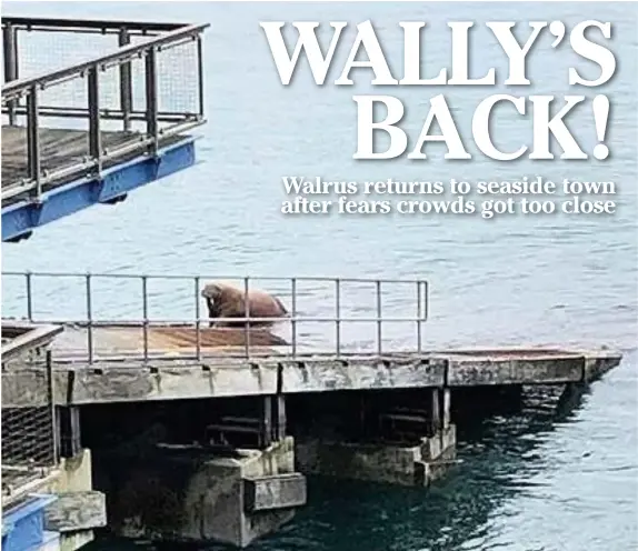  ?? CARA LANYON ?? Wally the walrus has returned to Tenby after fears he had been disturbed by people trying to get too close