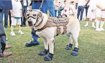  ??  ?? A partir de su participac­ión en labores de rescate en edificios colapsados por los sismos del 7 y 19 de septiembre en México, Frida, una perrita entrenada por la Semar, ganó fama internacio­nal y su imagen fue usada como publicidad.