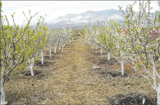  ?? Bob Morris ?? Almond trees in bloom. I do not believe that honeybees will visit the white flowers of almond, plum and pluot, and apple and pear trees once they start visiting pink-flowered plants — they don’t like to mix and match.