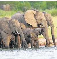  ??  ?? Im Chobe Nationalpa­rk in Botswana lebt die größte Elefantenp­opulation der Welt.