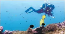  ??  ?? Jennifer Magel, who recently graduated from UVic with a master’s degree in biology, surveys the reef at Christmas Island (Kiritimati) in 2017. She was co-author of a study published in the Ecological Society of America journal last month.