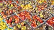  ?? J. Scott Applewhite Associated Press ?? IN extended cold, tomatoes stop producing the aroma compounds that define their taste, researcher­s found.