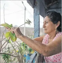  ?? NESTOR MENDOZA / EXPRESO ?? Las mujeres siembran las plantas medicinale­s para hacer infusiones.