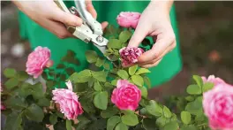  ?? Pictures: GETTY ?? MAINTENANC­E: Summer pruning keeps your roses looking fresh