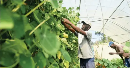  ?? PICTURE: NOKUTHULA MBATHA ?? NURTURING: Michael Nkosi is an assistant farmer at a garden used as an urban farming academy for those from lower income areas, to teach them how to create food gardens. Providing skills and financing will play a key part in land reform, says the writer.