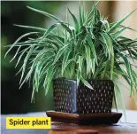  ??  ?? Spider plant