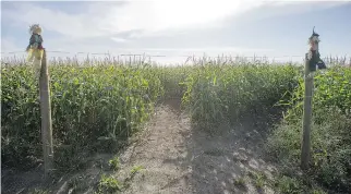  ?? LIAM RICHARDS ?? The corn maze at the Italian Cultural & Recreation­al Centre will be open at night Oct. 28 and 31.