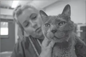  ?? Bobby Block/For The Signal ?? (Above) Shelter volunteer Stacie Contreras holds an 18-year-old cat named Kiarra.