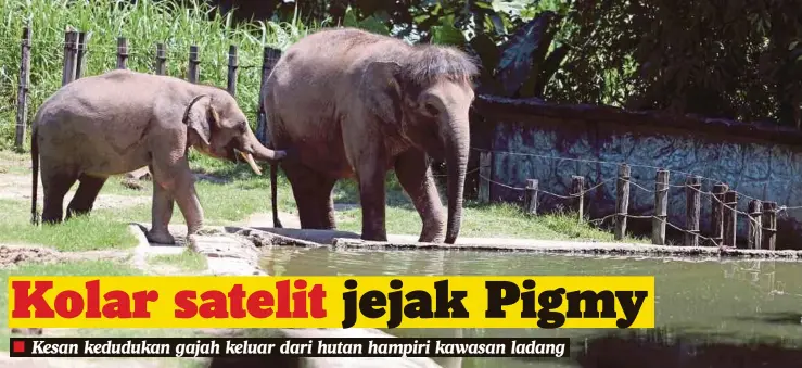  ?? FOTO: MALAI ROSMAH TUAH DAN EDMUND SAMUNTING ?? GAJAH Pigmy di Taman Hidupan Liar Zoo Lok Kawi.