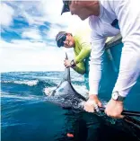  ??  ?? RISKY BUSINESS: A tuna-netting deal threatens Panama’s big-game angling.