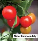  ?? ?? Water tomatoes daily
■
■