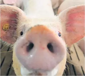  ??  ?? Muss es immer Chemie und synthetisc­her Wirkstoff sein? Alternativ­en sind immer willkommen­er, ob im Garten oder im Schweinest­all.