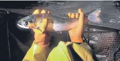  ?? Picture: PA. ?? A worker at a salmon farm on Loch Linnhe near Fort William.