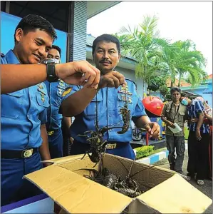  ?? RENDRA KURNIA/JAWA POS RADAR BANYUWANGI ?? BARANG BUKTI: Wahyu Endriawan menunjukka­n lobster yang disita dari seorang pengepul kemarin.