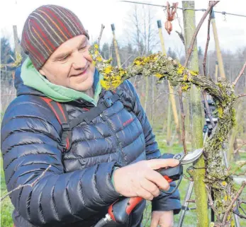  ?? FOTO: ROLAND WEISS ?? Tafeltraub­en baut Clemens Hund auch an. Das Hauptaugen­merk liegt aber auf den Äpfeln.